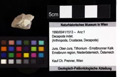 Foto (Objket + Etiketten) von Pithonoton sp. 